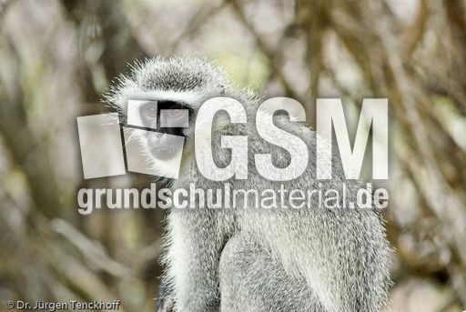 Grüne Meerkatzen (28 von 67).jpg